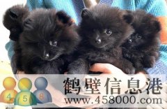 出售深咖啡色可愛(ài)博美